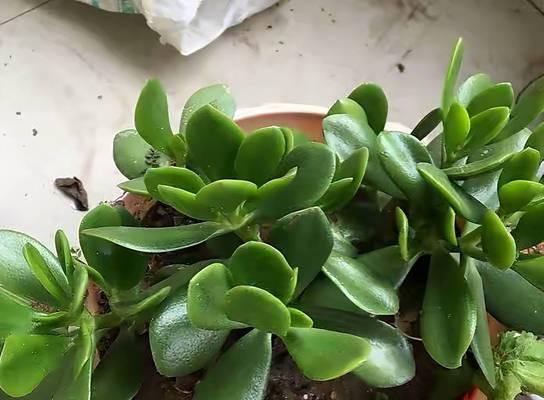 豆渣水适合浇什么花？使用豆渣水浇花的正确方法是什么？