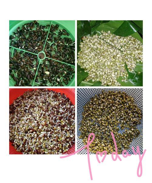 豆子发芽的过程是怎样的？需要多长时间？