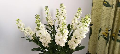 紫罗兰的花语是什么？如何表达爱意和忠诚？