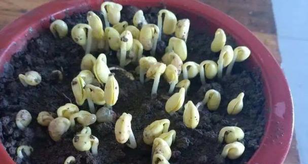 豆子播种后多久发芽？出苗时间需要几天？