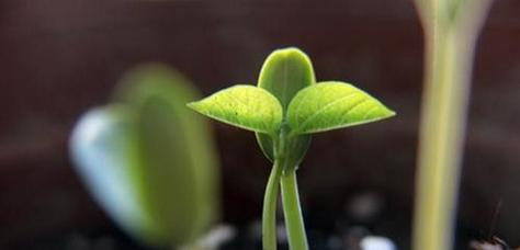 豆子播种后多久发芽？出苗时间需要几天？