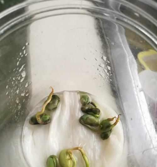 豆子播种后多久发芽？出苗时间需要几天？