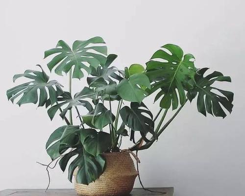 独角莲室内养殖可行吗？需要注意哪些事项？