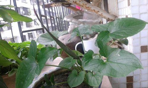 独角莲室内养殖可行吗？需要注意哪些事项？