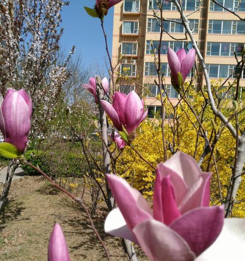 紫玉兰的花语是什么？了解紫玉兰的象征意义和文化背景？