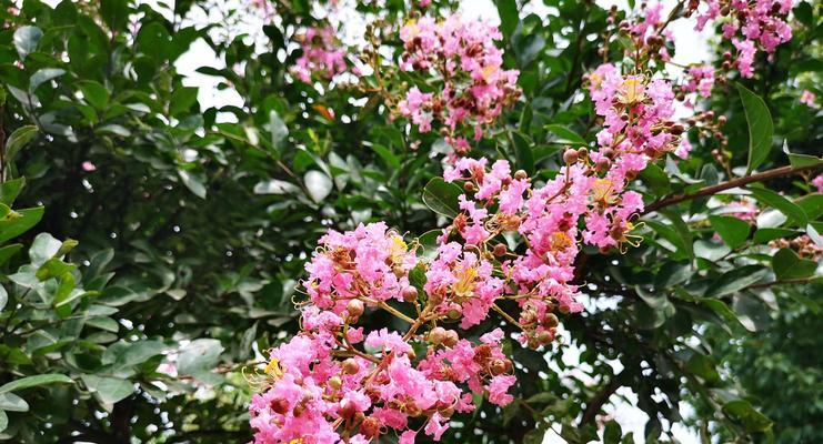 紫薇四川红开什么颜色的花好看