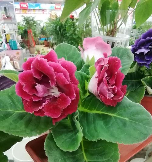 芙蓉花语代表什么含义？芙蓉的花语有哪些常见误解？