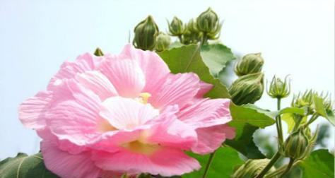 芙蓉花的花语是什么？如何正确解读芙蓉花的含义？