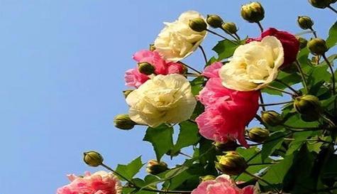 芙蓉花的花语是什么？如何正确解读芙蓉花的含义？