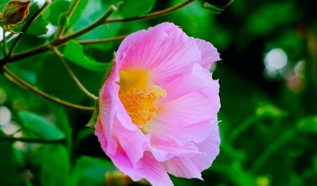 芙蓉花的花语是什么？如何正确解读芙蓉花的含义？