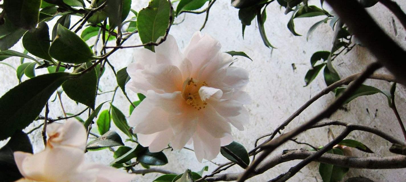 荼蘼的花语是什么？如何理解荼蘼的象征意义？
