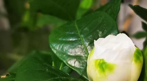 栀子花的花语是什么？栀子花代表的含义有哪些？