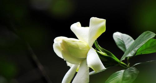 栀子花的花语是什么？栀子花代表的含义有哪些？