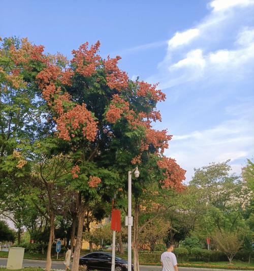 栾树的花语是什么？如何理解栾树的象征意义？