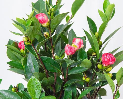 杜鹃茶花一年开几次花？如何确保其多次开花？