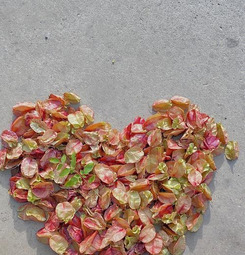 栾树的花语是什么？如何理解栾树的象征意义？