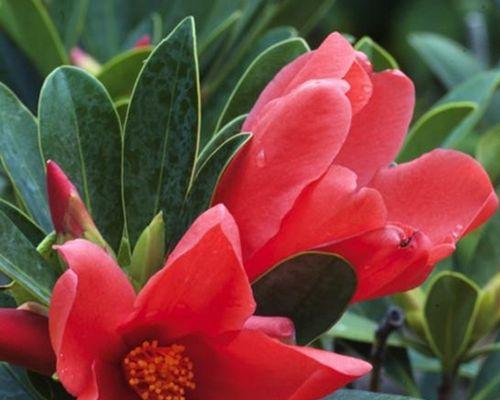 杜鹃茶花一年开几次花？如何确保其多次开花？