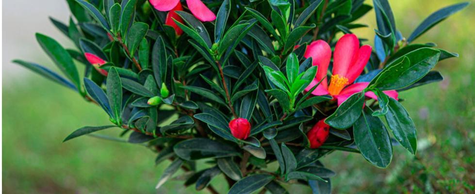 杜鹃茶花一年开几次花？如何确保其多次开花？