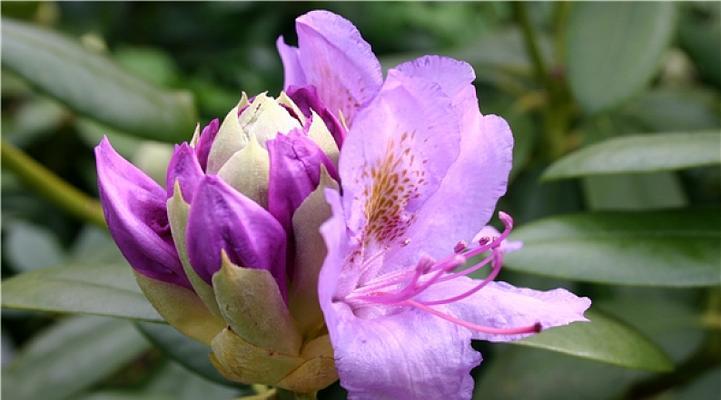 杜鹃花什么时候开花？如何正确识别杜鹃的花期？