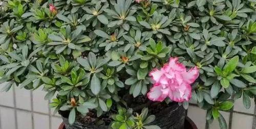 杜鹃花浇水频率是多少？如何正确浇水？