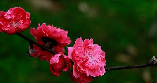 桃花的花语是什么？有哪些关于桃花的美丽传说？