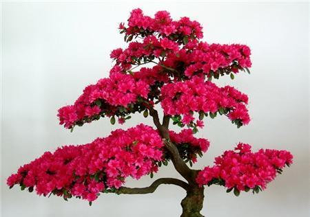 杜鹃花养殖难吗？如何正确养护杜鹃花？