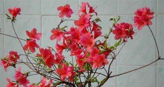 杜鹃花养殖难吗？如何正确养护杜鹃花？