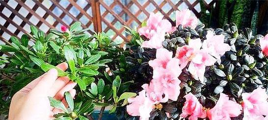杜鹃花养殖难吗？如何正确养护杜鹃花？