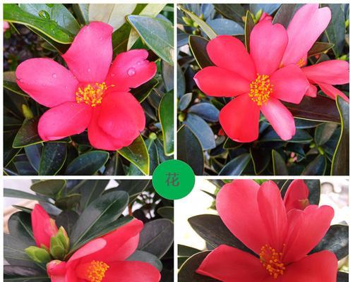 杜鹃红山茶好养吗？养殖方法和养护要点是什么？