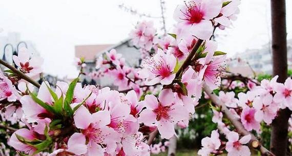 桃花花语是什么？桃花代表的意义有哪些？