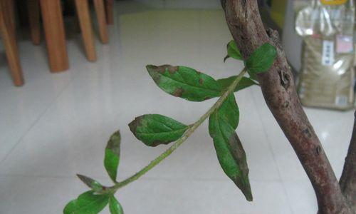 杜鹃花不开花是什么原因？如何解决？