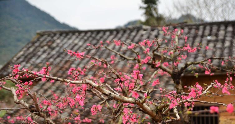 桃花的寓意象征是什么？桃花在文化中代表了什么含义？