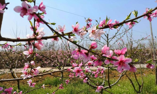桃花的寓意象征是什么？桃花在文化中代表了什么含义？