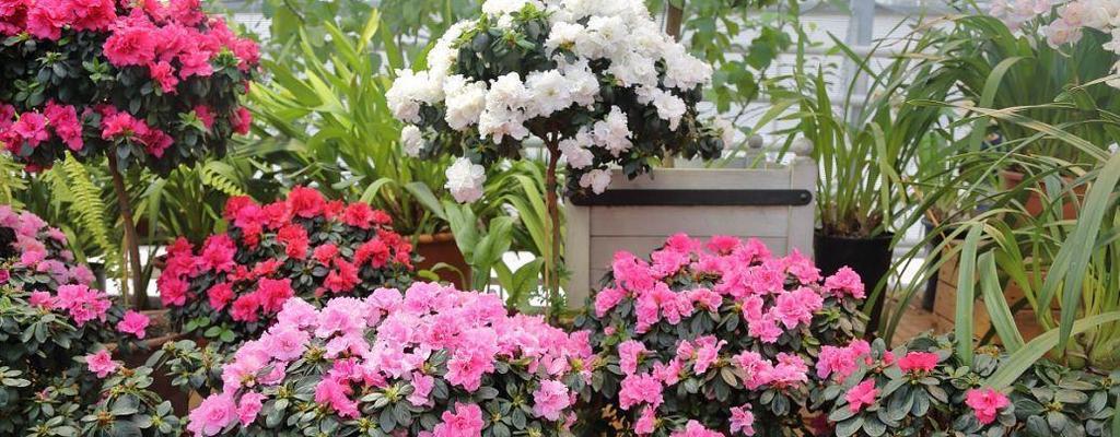 杜鹃花不开花是什么原因？如何解决？