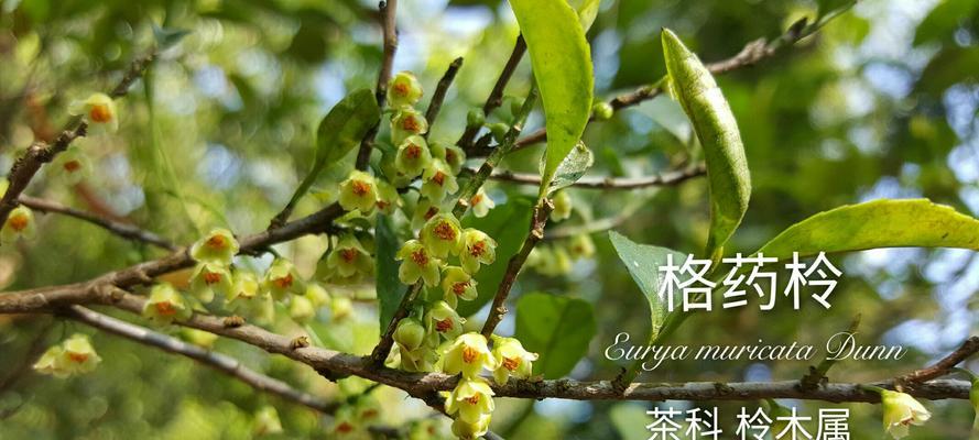 桃金娘的花语是什么？有哪些关于它的传说故事？