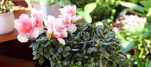 杜鹃花不开花怎么回事？如何解决杜鹃不开花的问题？