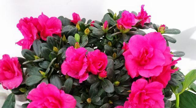 杜鹃花不开花怎么回事？如何解决杜鹃不开花的问题？