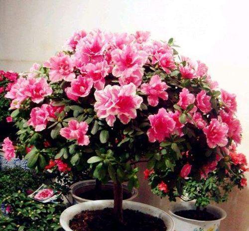 杜鹃花不开花怎么回事？如何解决杜鹃不开花的问题？