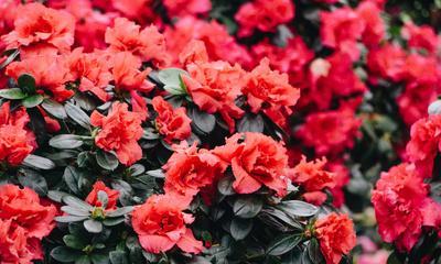 杜鹃花春天会开花吗？如何正确养护以确保花期？