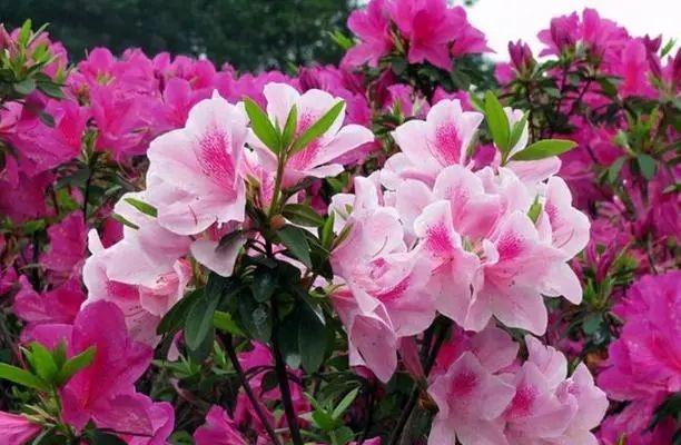 杜鹃花的花语是什么？如何用杜鹃花表达情感？