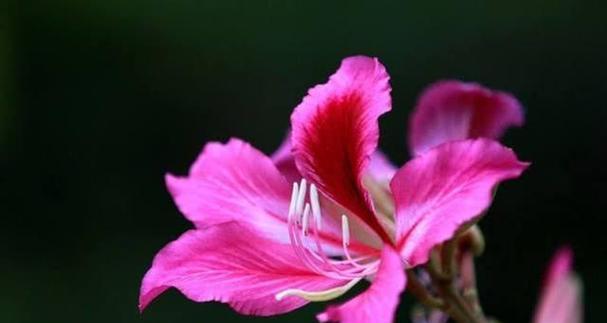 杜鹃花象征哪个生肖？十二生肖中杜鹃花的含义是什么？