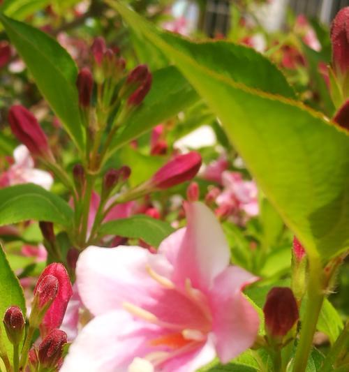 天女花的传说是什么？花语有哪些含义？