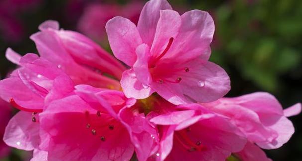 杜鹃花代表什么意思？如何正确解读杜鹃花的花语？