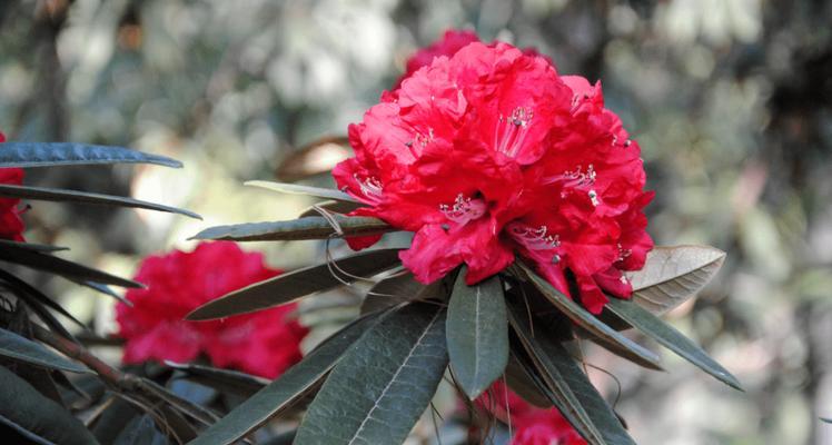 杜鹃花代表什么意思？如何正确解读杜鹃花的花语？