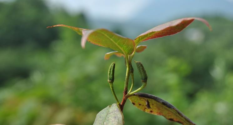 杜鹃花的根长什么样？如何识别杜鹃花的根系？