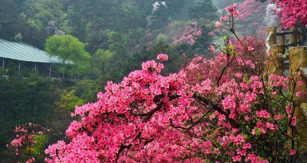 杜鹃花什么时候开花？花期持续多久？