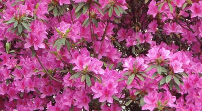 杜鹃花什么时候开花？花期持续多久？