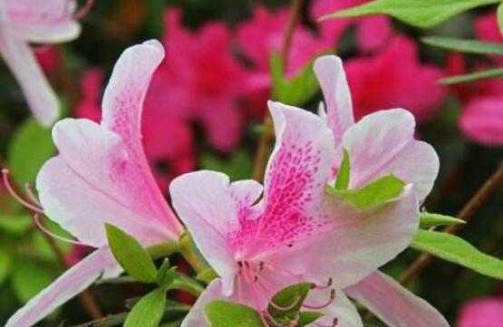 杜鹃花什么时候开花？花期持续多久？