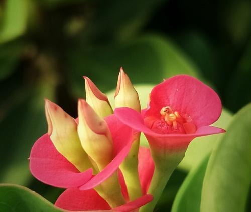 铁海棠的花语是什么？了解铁海棠的象征意义？