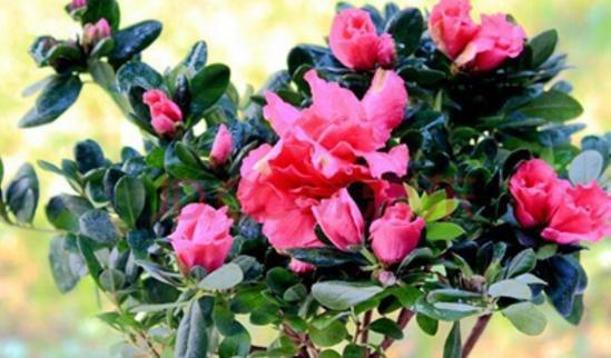 杜鹃花养殖需要注意什么？如何正确养殖杜鹃花？